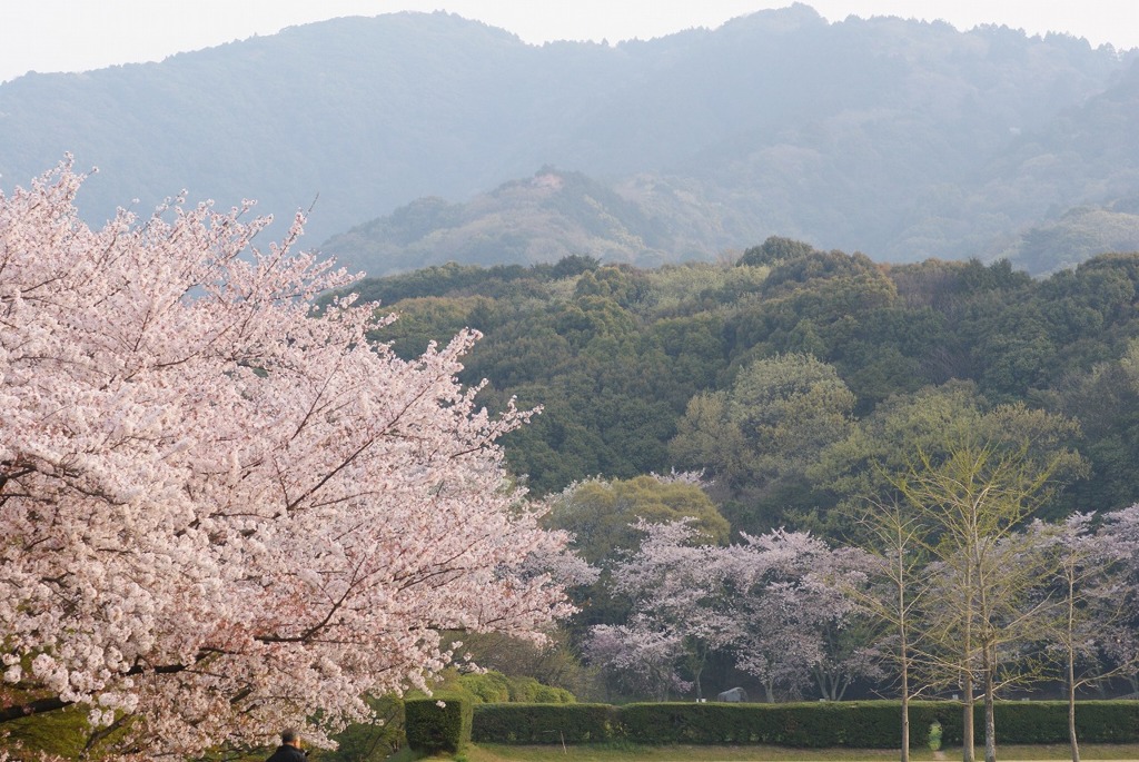 里山の春