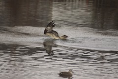 ミサゴの狩り