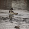 ミサゴの狩り