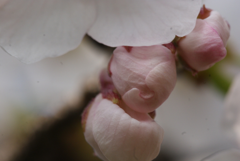 嬉しさの蕾