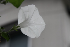 雨の朝にⅡ