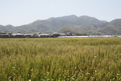 豊穣の春