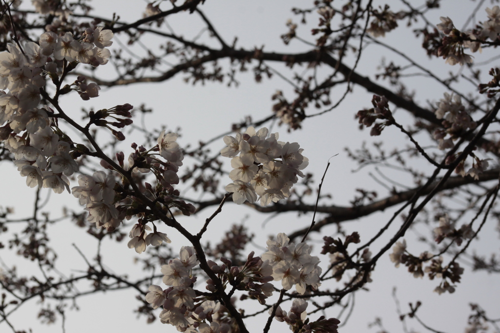 旭桜