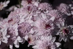 菊