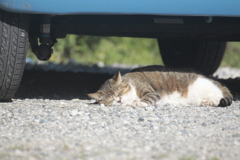 幸せ