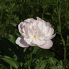芍薬