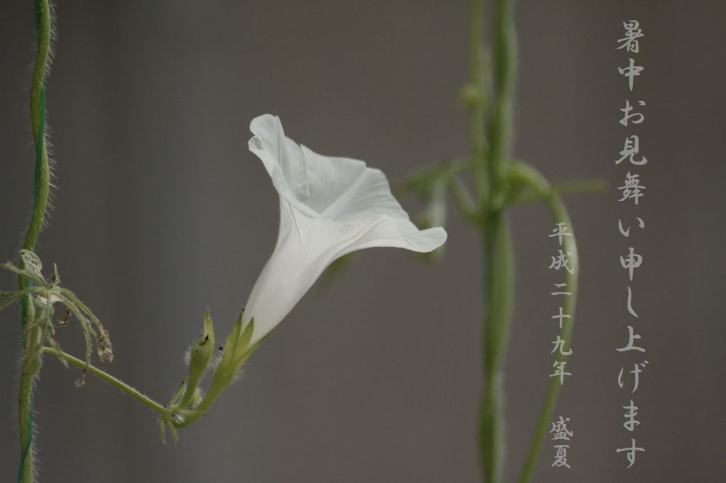みなさまへ