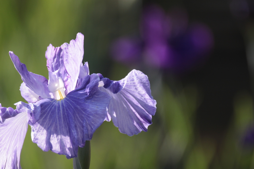花菖蒲