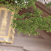 真夏の昼の夢