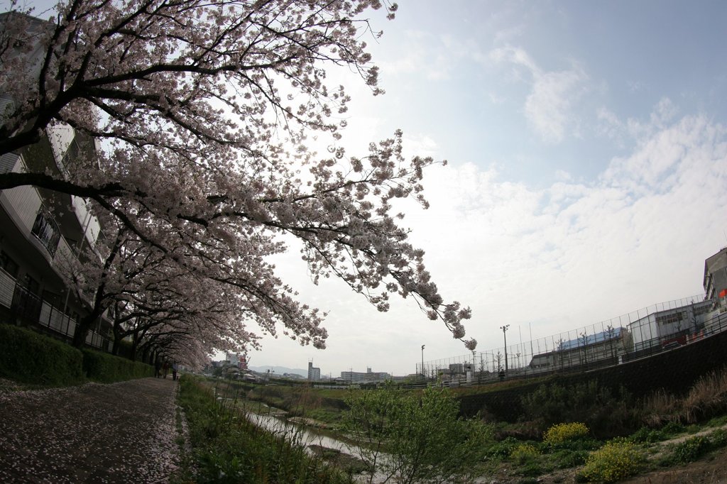 春の散歩道