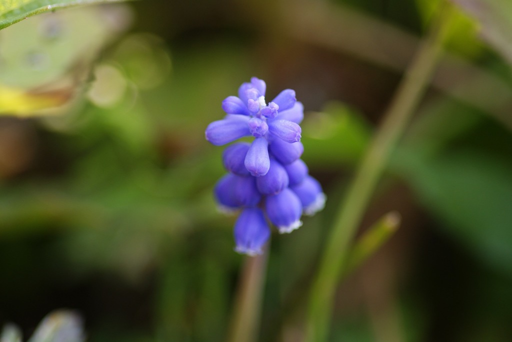 macro遊び①