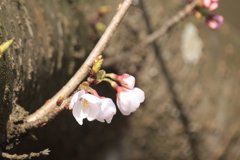 マチワビテ…春～染井吉野～