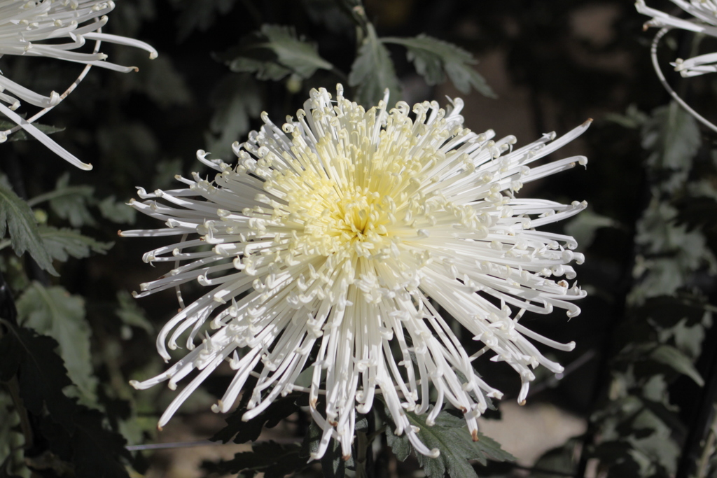 菊