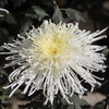 菊