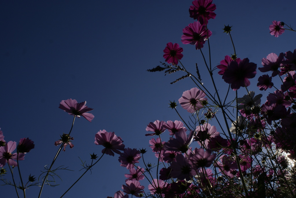 秋桜