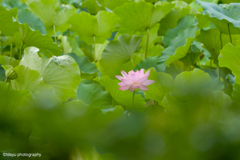 一輪の蓮の花