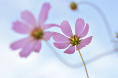 秋桜、秋空