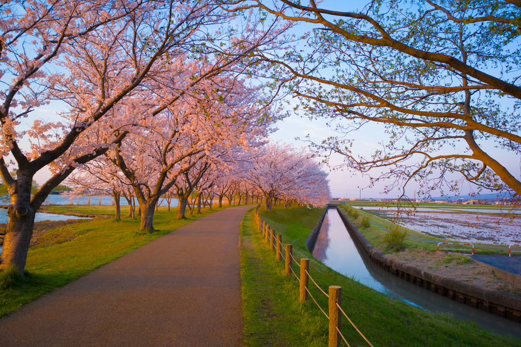 夕方の桜