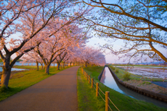 夕方の桜