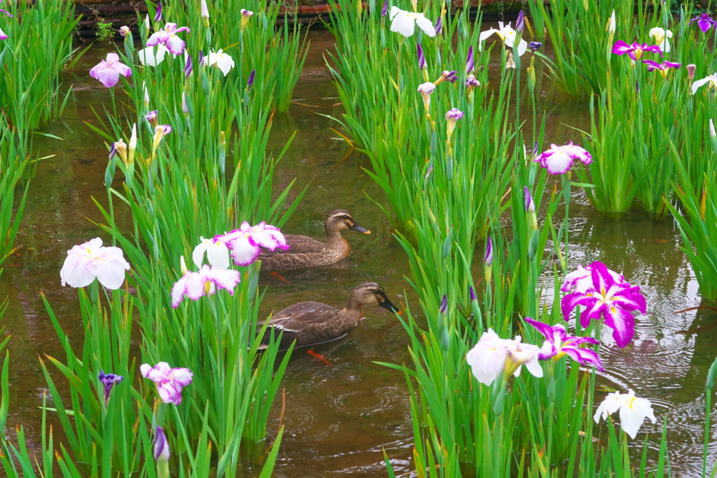 小岩菖蒲園３