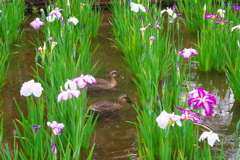 小岩菖蒲園３