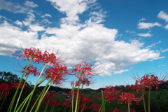 曼珠沙華公園５