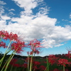 曼珠沙華公園５