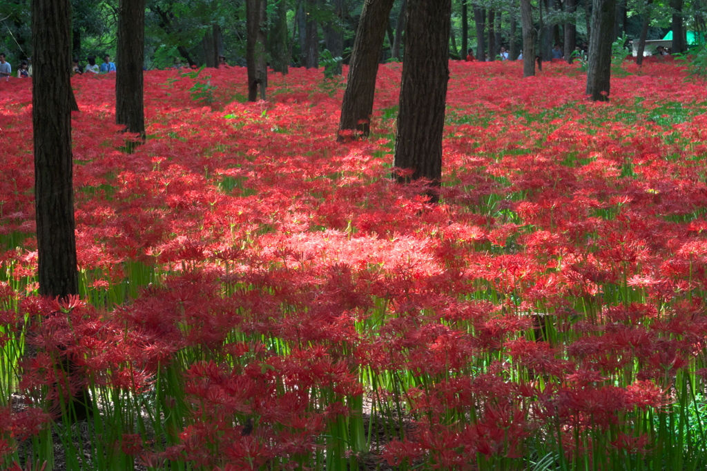 曼珠沙華公園３