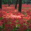 曼珠沙華公園３
