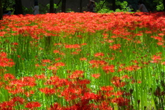 曼珠沙華公園１