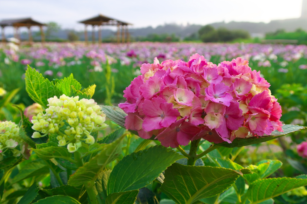 小岩菖蒲園１
