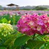 小岩菖蒲園１