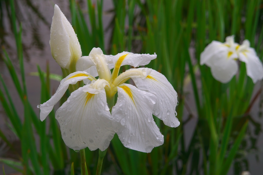 小岩菖蒲園４