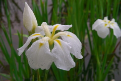 小岩菖蒲園４