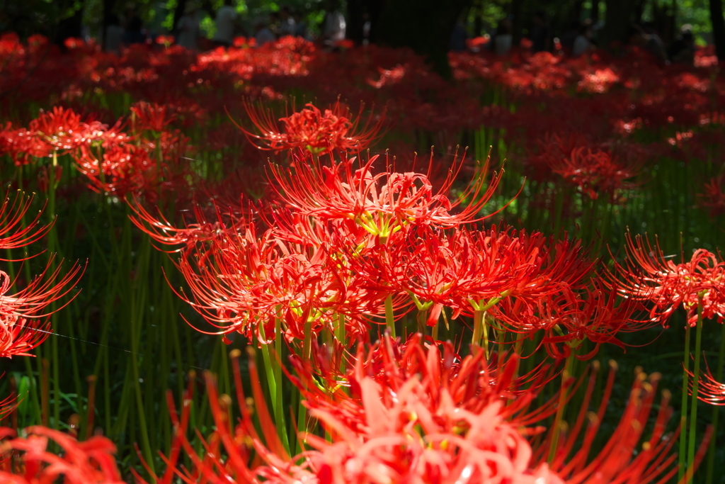 曼珠沙華公園２