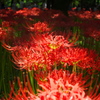 曼珠沙華公園２