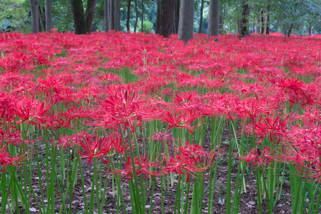 曼珠沙華公園４