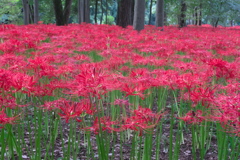 曼珠沙華公園４