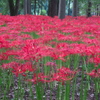 曼珠沙華公園４