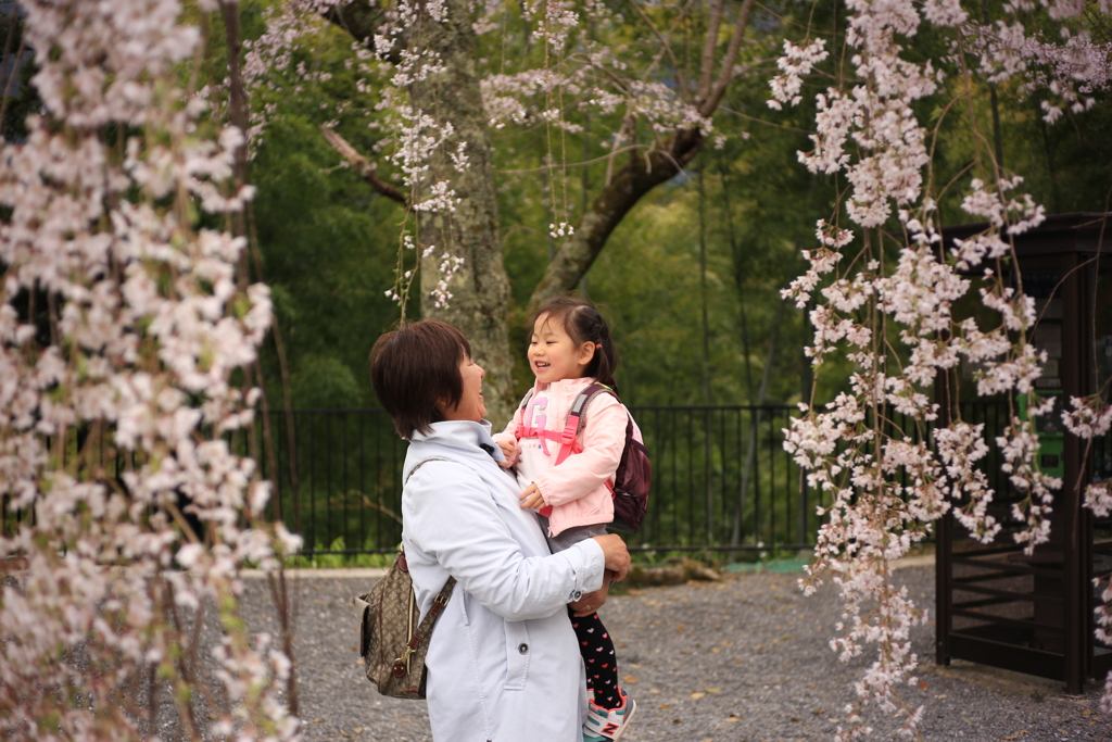 桜のカーテン