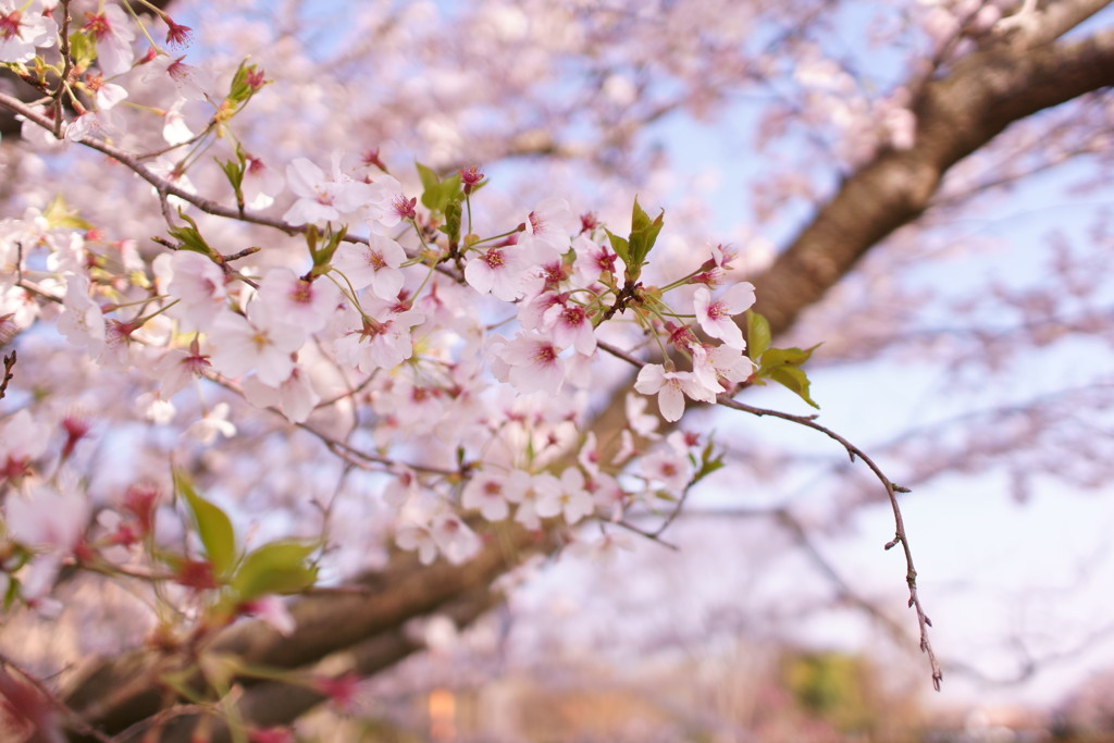 桜４