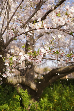桜吹雪