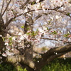 桜吹雪