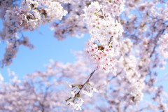 桜５