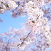 桜５