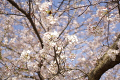 桜３