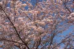 桜２