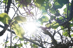 初夏