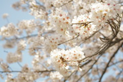 桜満開