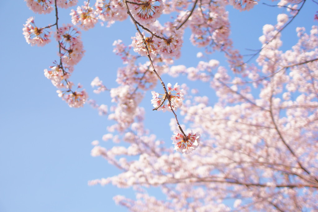 桜